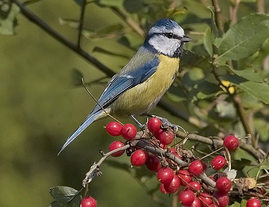 Cyanistes caeruleus